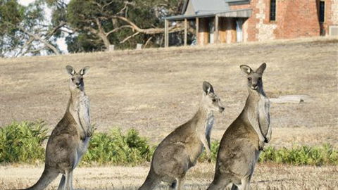 Grampians Pioneer Cottages - Australia Accommodation 0