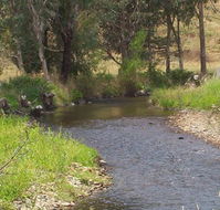 Murphy's Cabin - Australia Accommodation