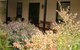 Cotton Palm Cottage - thumb 4