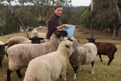 Blueberry Hills On Comleroy - Australia Accommodation 7
