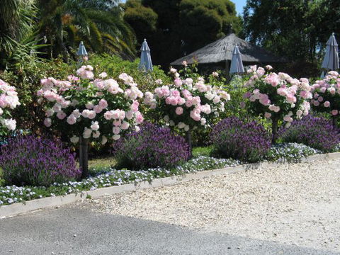 Wine Village Motor Inn - Australia Accommodation 4