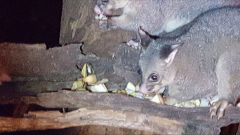 Kalimna Woods - Australia Accommodation 7