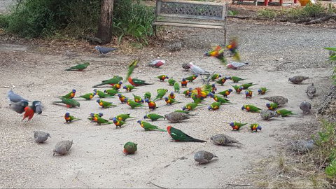 Kalimna Woods - Australia Accommodation 8