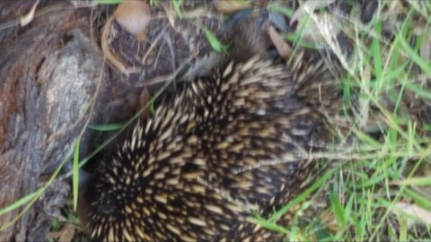 Kalimna Woods - Australia Accommodation 9