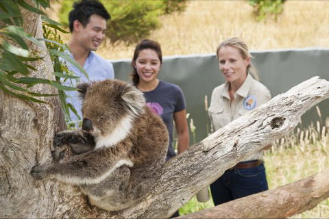 Great Ocean Ecolodge - Australia Accommodation 1