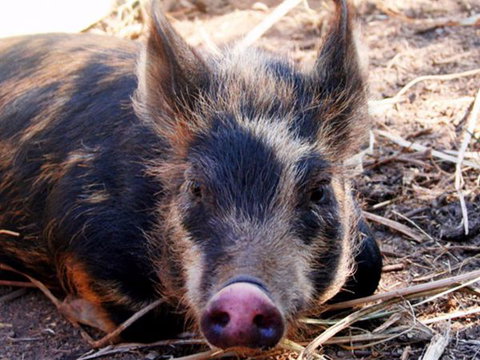 Jamberoo Valley Farm - Australia Accommodation 2