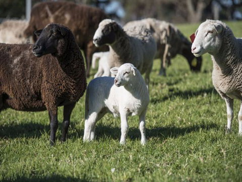 Jamberoo Valley Farm - Australia Accommodation 4