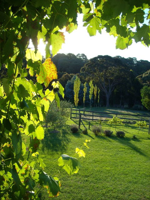 Old Chilli B&B Daylesford - Australia Accommodation 3