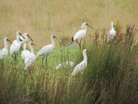 Tanja Lagoon Camp - Australia Accommodation 9