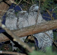 BIG4 Kelso Sands Holiday  Native Wildlife Park - Australia Accommodation