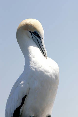 Chocolate Gannets Apollo Bay - Australia Accommodation 3