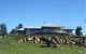 Chuckem Farmstay And Bed & Breakfast - thumb 0
