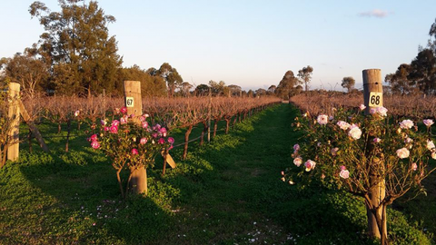 Emma’s Cottage Vineyard - Australia Accommodation 1