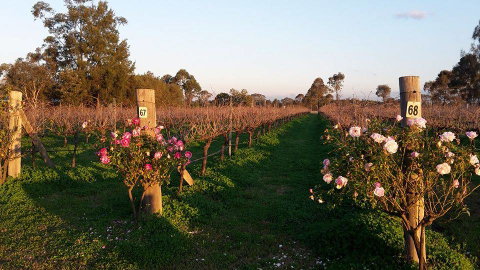 Emmas Cottage Vineyard - Australia Accommodation 1