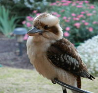 Glenbar Cottage - Australia Accommodation