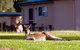 Kalgan River Chalets And Caravan Park - thumb 0