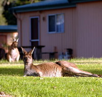 Kalgan River Chalets and Caravan Park - Australia Accommodation
