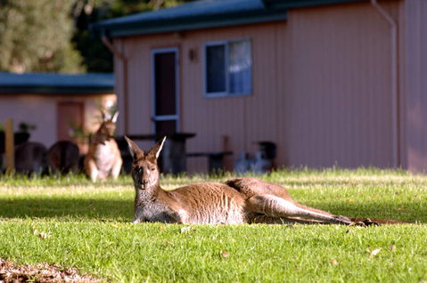 Kalgan River Chalets And Caravan Park - Australia Accommodation 0
