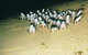 BIG4 Phillip Island Caravan Park - thumb 7