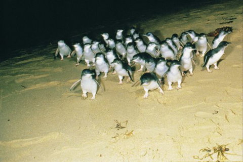 BIG4 Phillip Island Caravan Park - Australia Accommodation 7