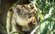 BIG4 Phillip Island Caravan Park - thumb 10