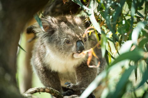 BIG4 Phillip Island Caravan Park - Australia Accommodation 10