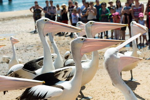 BIG4 Phillip Island Caravan Park - Australia Accommodation 11