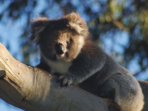 Bimbi Park Camping Under Koalas - Australia Accommodation 2