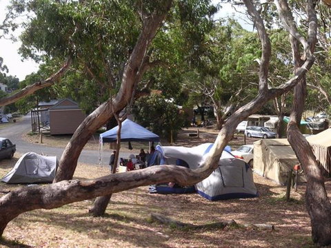 Bimbi Park Camping Under Koalas - Australia Accommodation 3