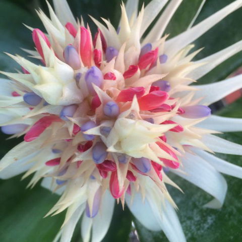 Bromeliad Bed And Breakfast - Australia Accommodation 11
