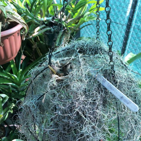 Bromeliad Bed And Breakfast - Australia Accommodation 13