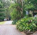 Tamborine Mountain Caravan  Camping - Australia Accommodation