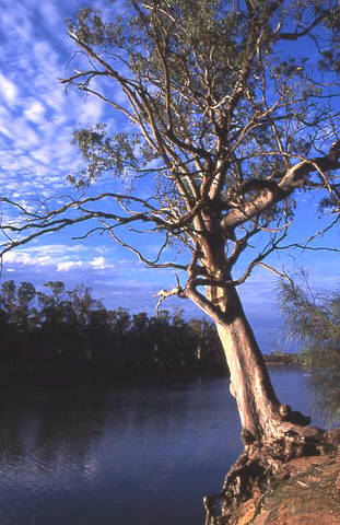 Weir Caravan Park Robinvale - Australia Accommodation 4