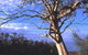 Weir Caravan Park Robinvale - thumb 3