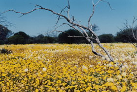 Murchison WA Australia Accommodation