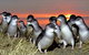 BIG4 Phillip Island Caravan Park - thumb 1