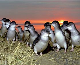 BIG4 Phillip Island Caravan Park - Australia Accommodation 1