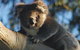 Bimbi Park Camping Under Koalas - thumb 0