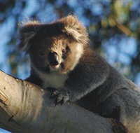 Bimbi Park Camping Under Koalas - Australia Accommodation