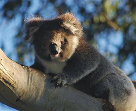 Bimbi Park Camping Under Koalas - Australia Accommodation 0