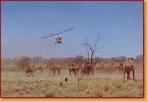 Kings Creek Station - Australia Accommodation 2