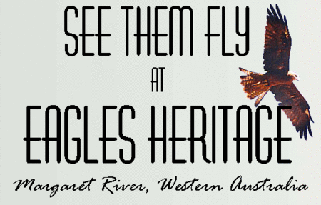 Eagles Heritage Raptor Wildlife Centre - Australia Accommodation