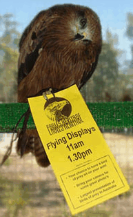 Eagles Heritage Raptor Wildlife Centre - Australia Accommodation 1