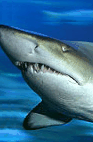 The Aquarium Of Western Australia - Australia Accommodation 2
