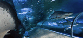 The Aquarium Of Western Australia - Australia Accommodation 3