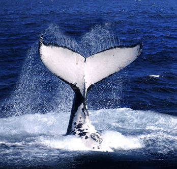 Brisbane Whale Watching - Australia Accommodation