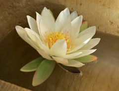 St Georges Natural Health Therapies - Australia Accommodation 3