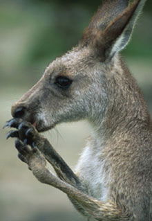 Armadale Reptile & Wildlife Centre - Australia Accommodation 2