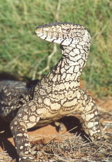 Armadale Reptile & Wildlife Centre - Australia Accommodation 3