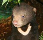 Perth Zoo - Australia Accommodation 0